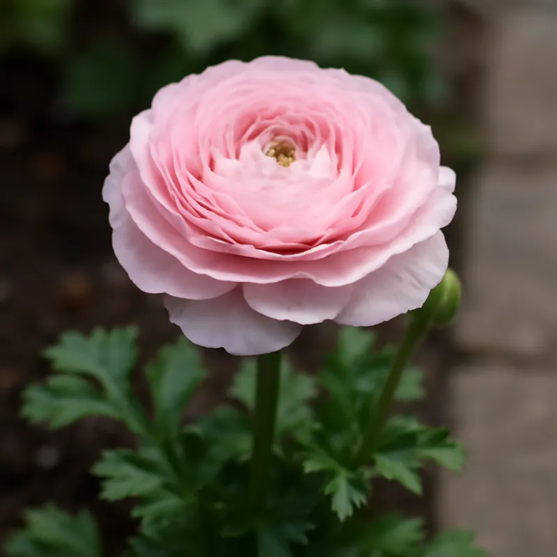 Ranúnculo rosa - imagen 4