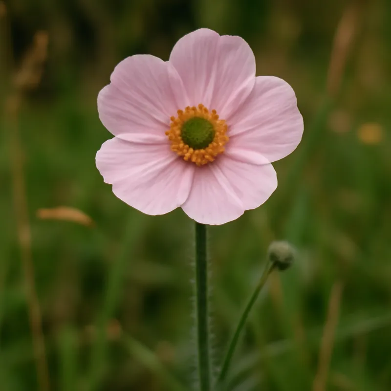 Ranúnculo rosa - imagen 4