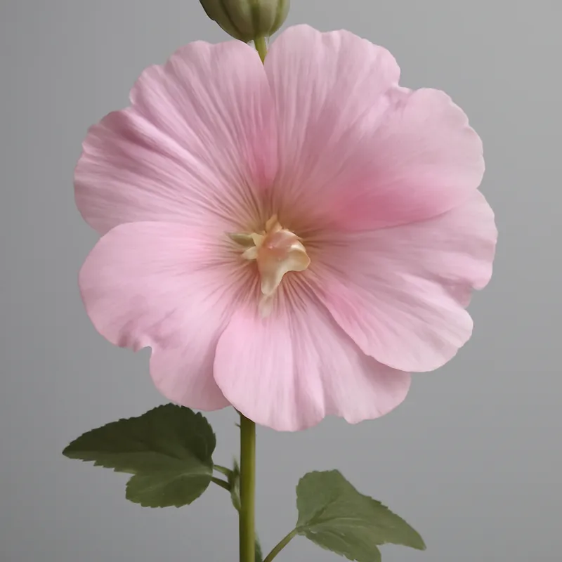 Rosa de Stock