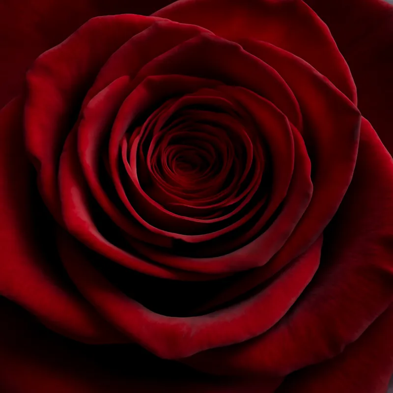 Rosa roja - imagen 2