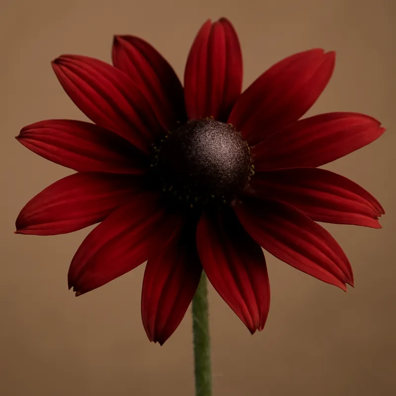 Rudbeckia roja
