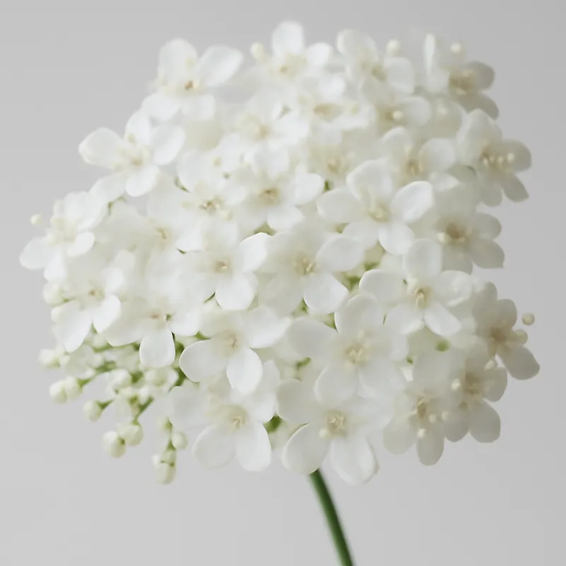 Saúco blanco - imagen 2