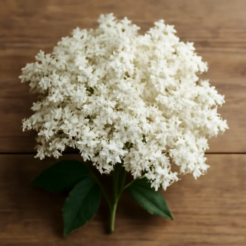 Saúco blanco - imagen 3