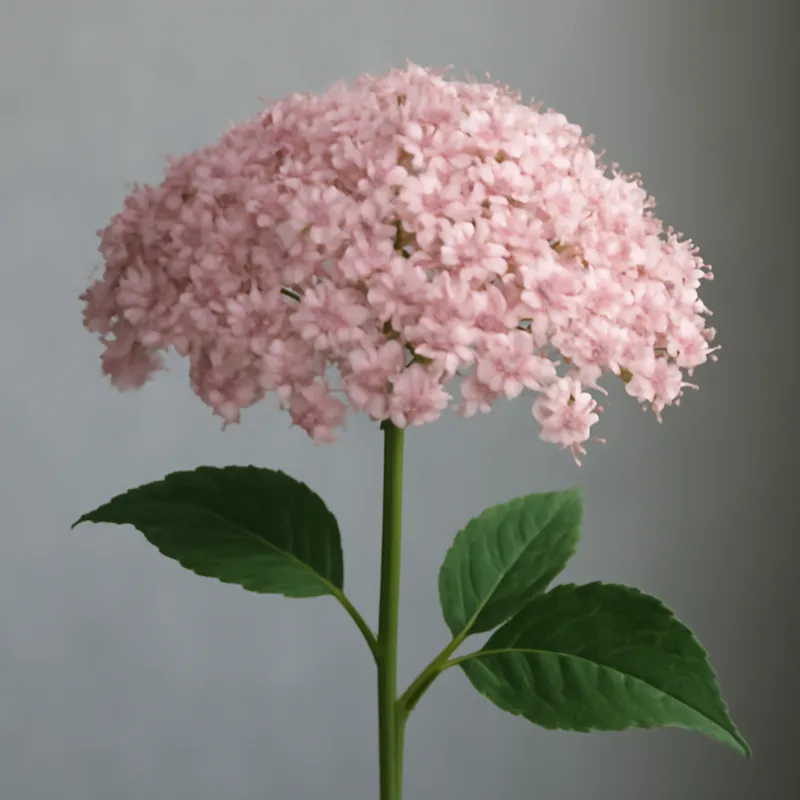 Saúco - rosa