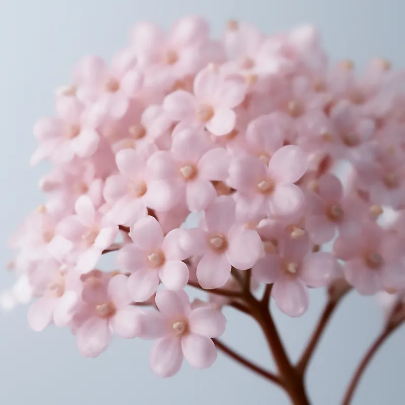 Saúco - rosa - imagen 2