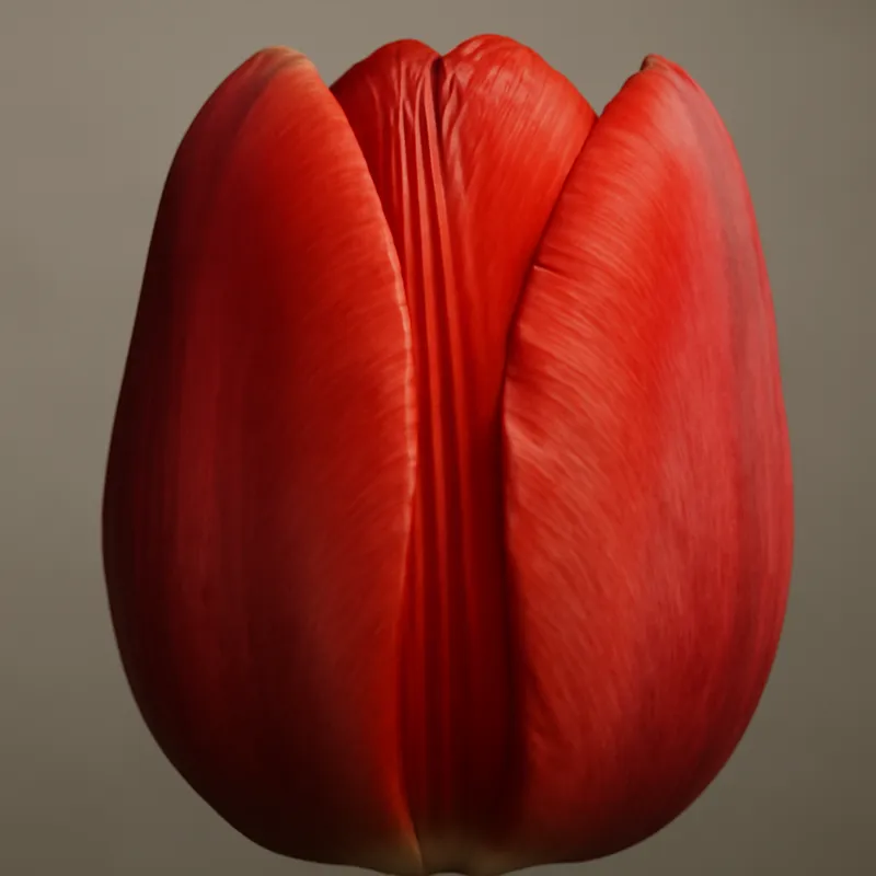Tulipán Clásico - imagen 2