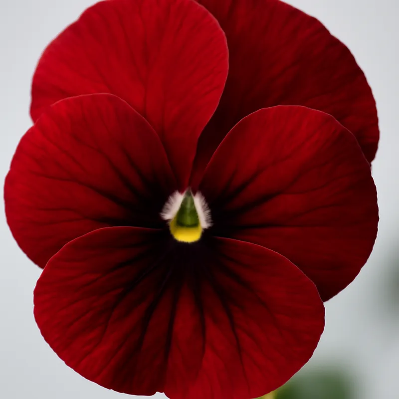 Viola roja - imagen 2