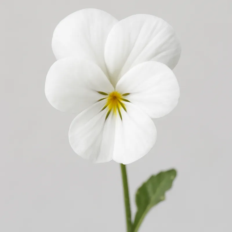 Violeta blanca