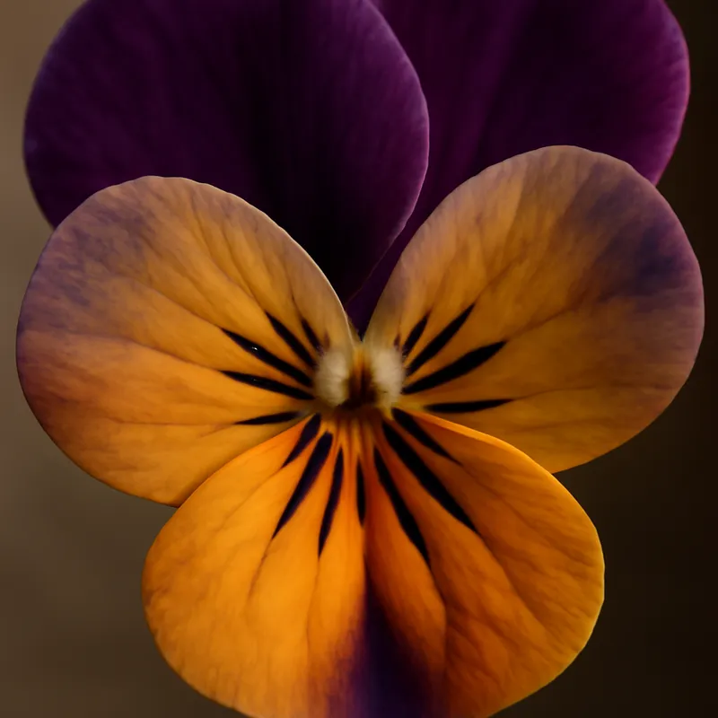 Violeta clásica - imagen 2