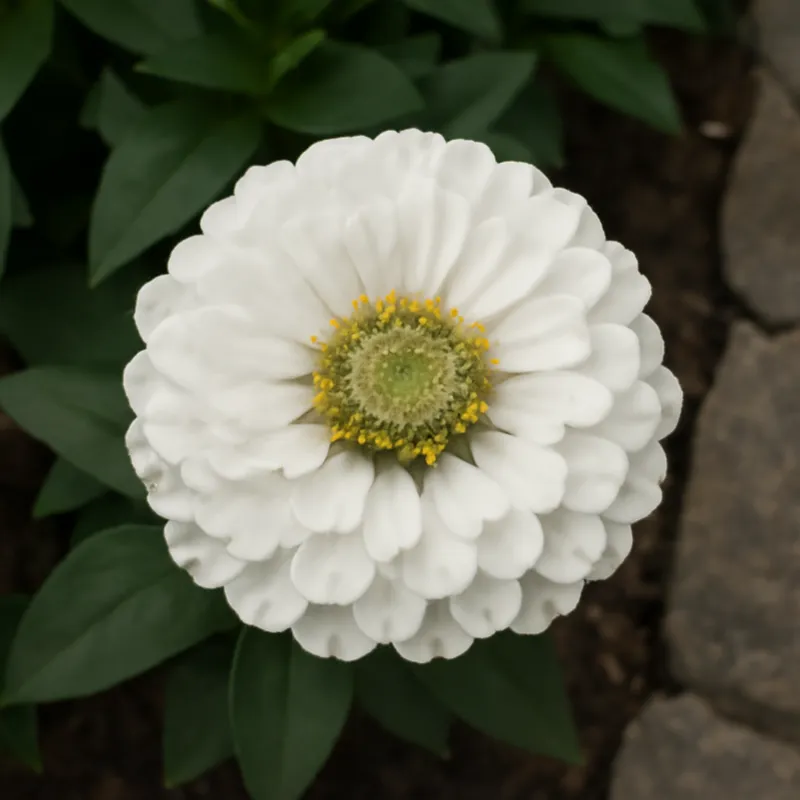 Zinnia blanca - imagen 4